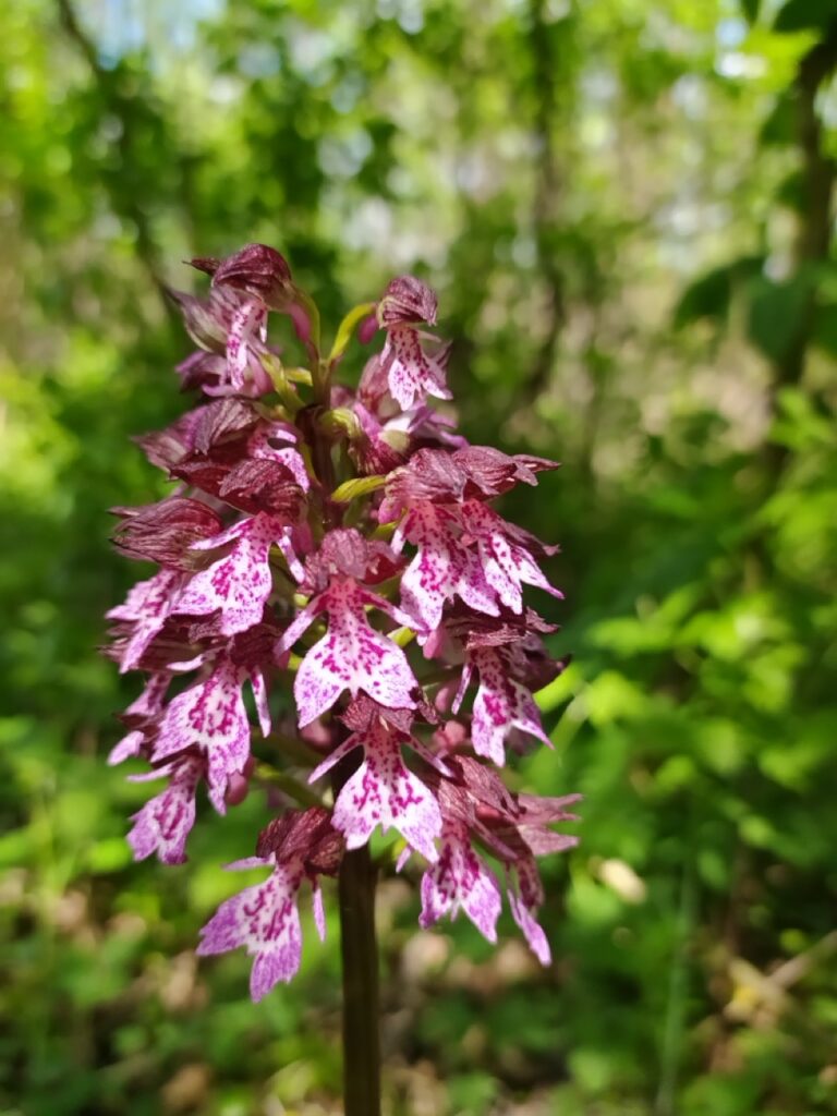 Bíboros kosbor (Orchis purpurea)