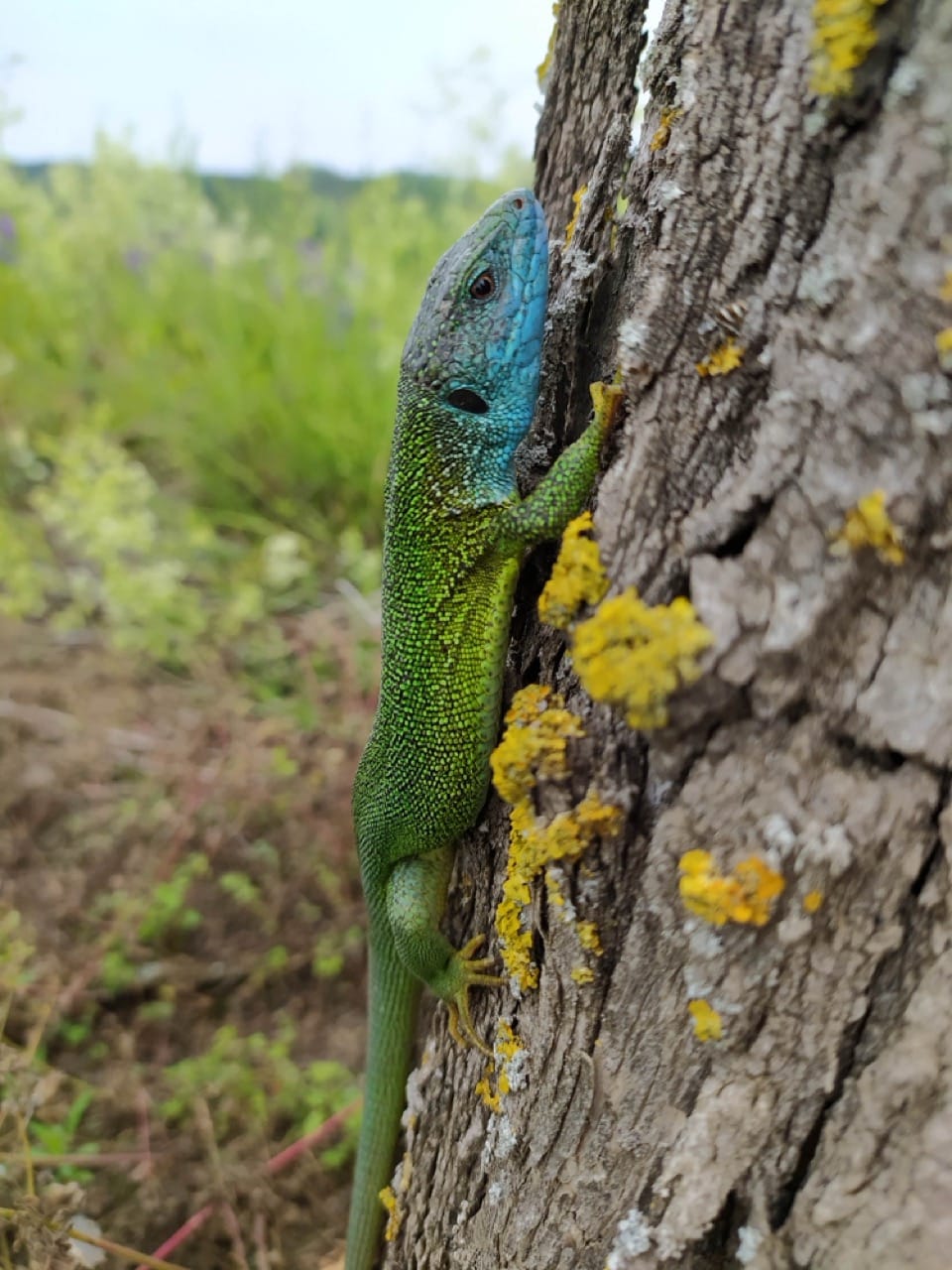 Európai zöld gyík (Lacerta viridis)
