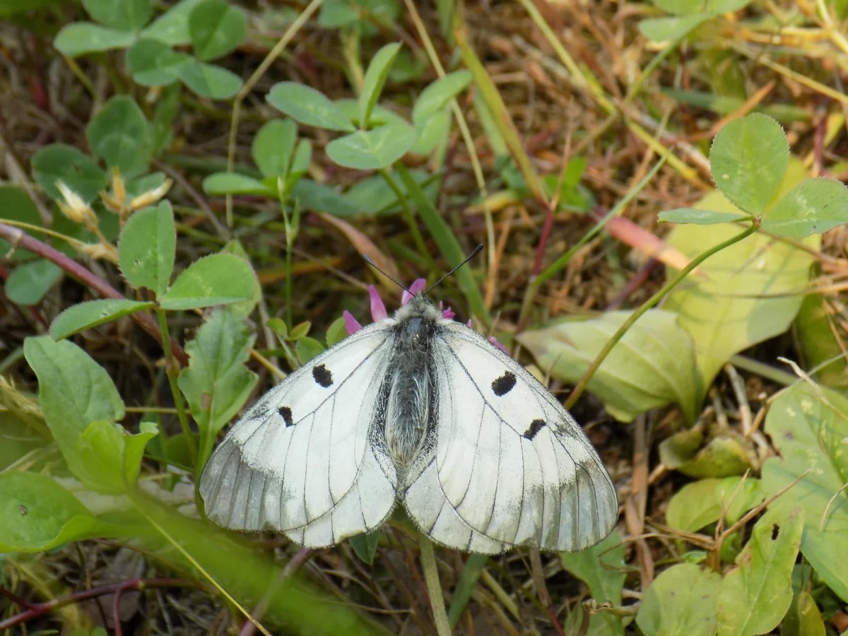 Kis Apolló-lepke (Parnassius mnemosyne)