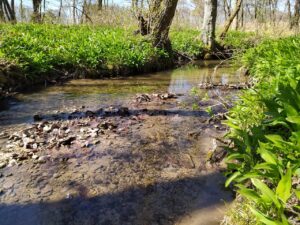 Medvehagyma mező a folyóparton