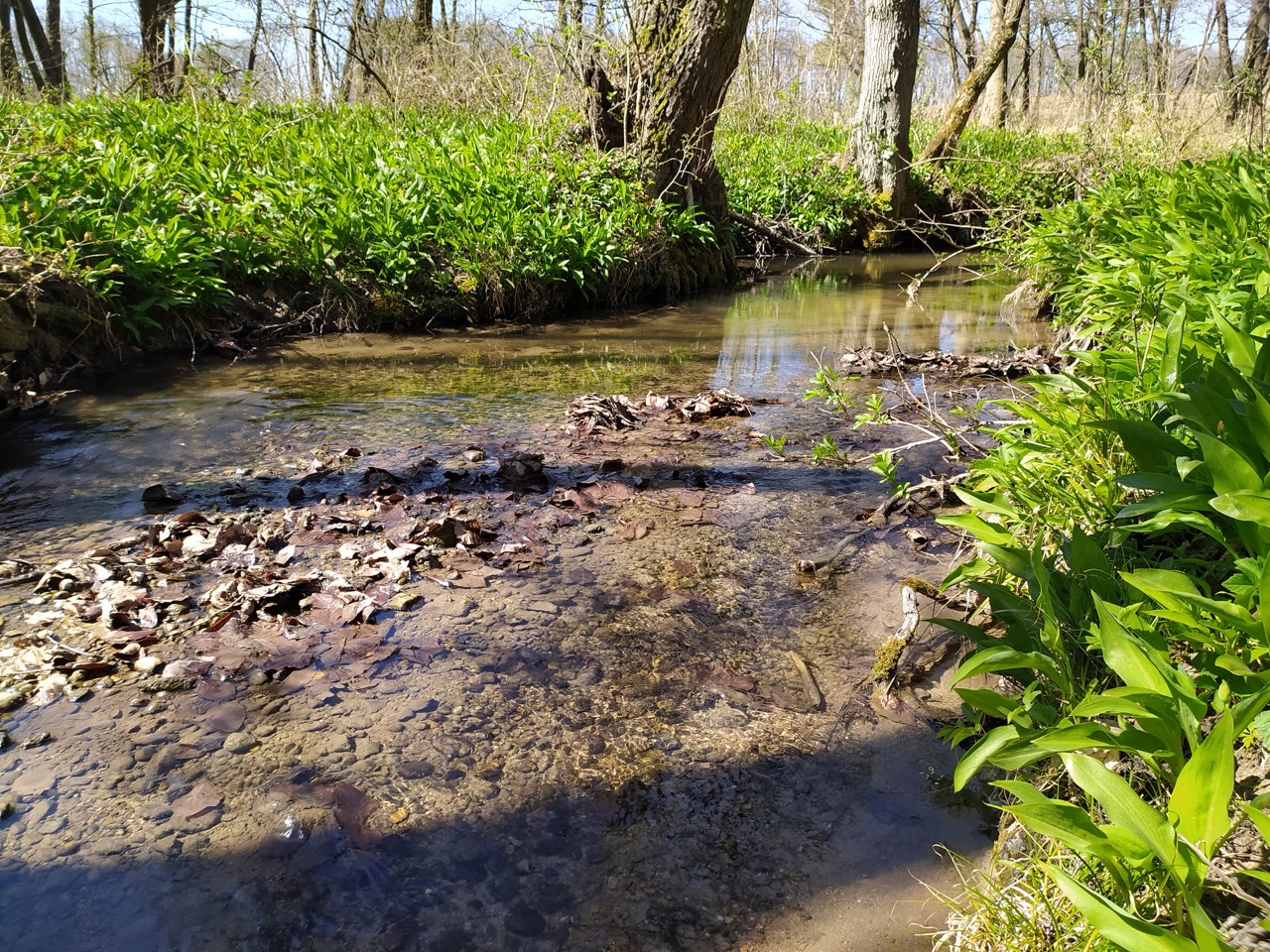 Medvehagyma mező a folyóparton