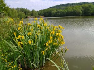 Mocsári nőszirom (Iris pseudacorus)