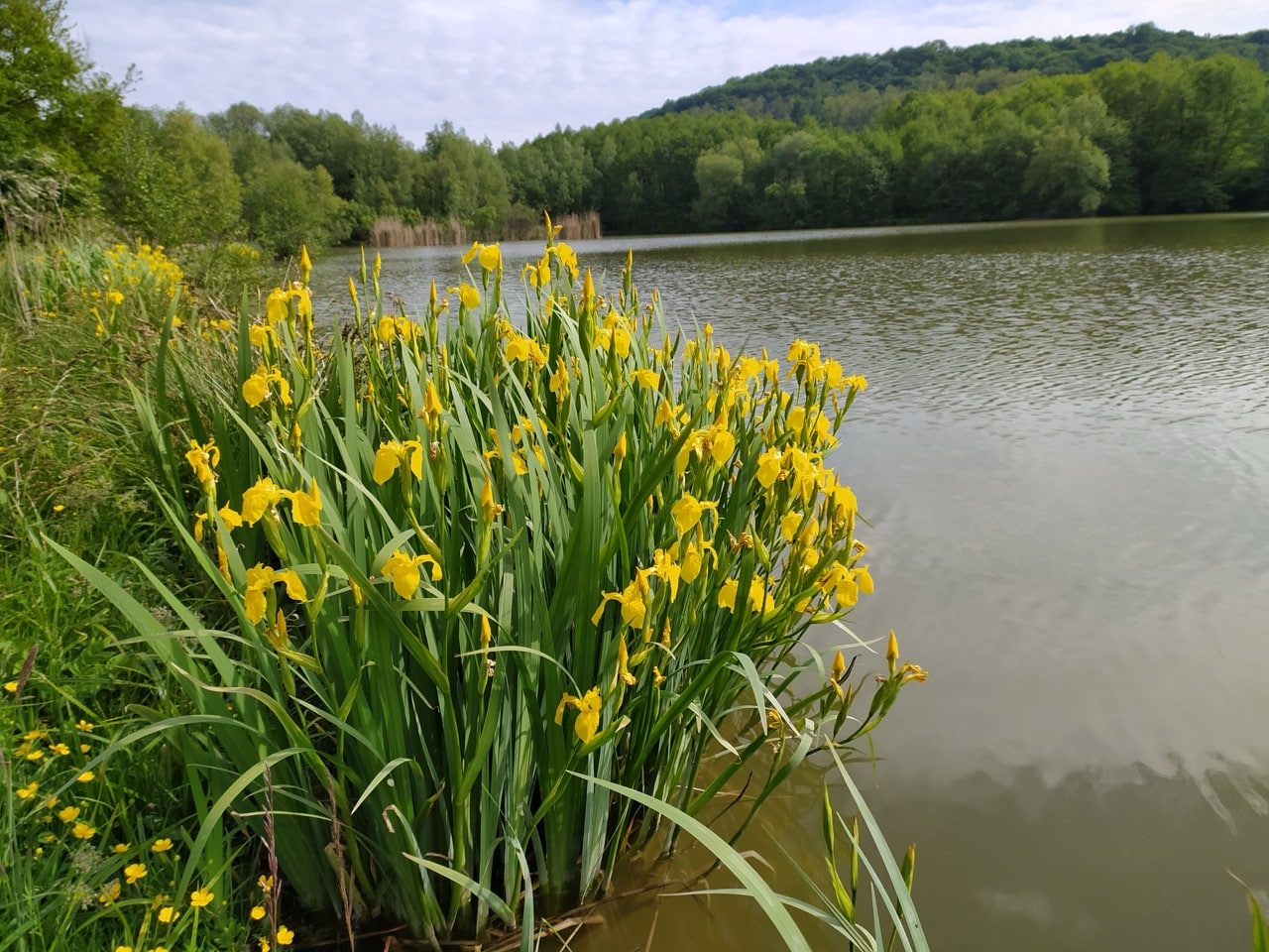 Mocsári nőszirom (Iris pseudacorus)