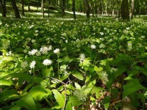 Virágzik a medvehagyma Bakonyalján