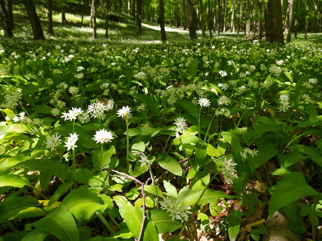 Virágzik a medvehagyma Bakonyalján