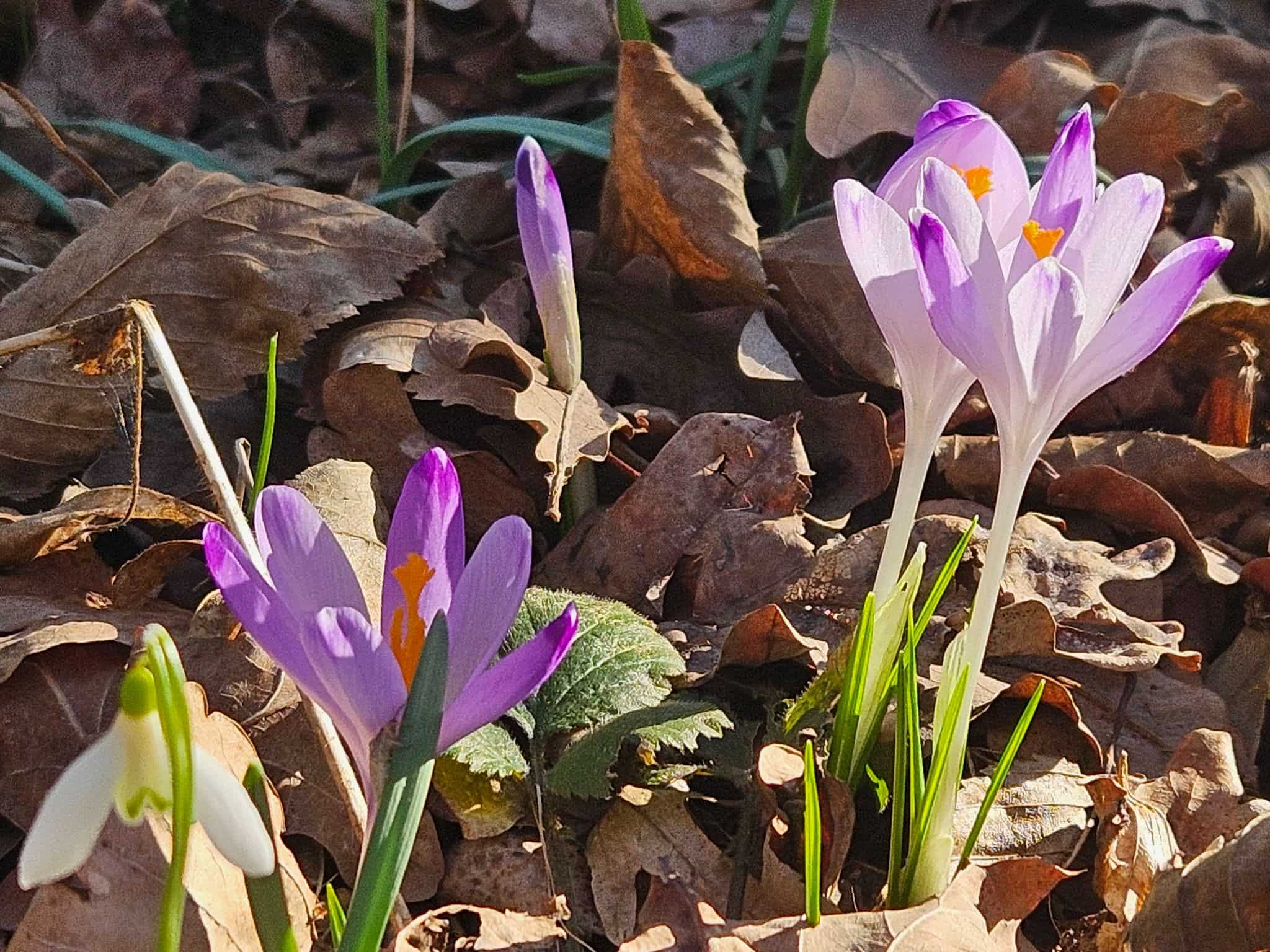 Halvány sárfány köszönti a meteorológiai tavaszt a Kupi-erdőben
